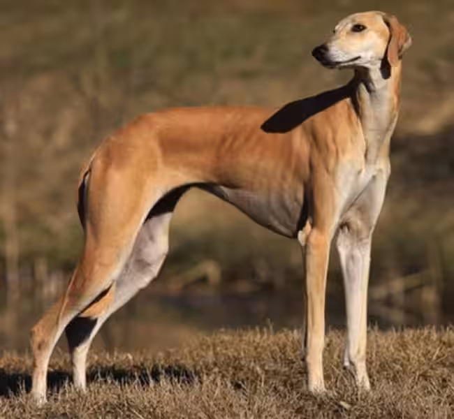 A Guide to Choosing the Perfect Arabic Name for Your Dog
